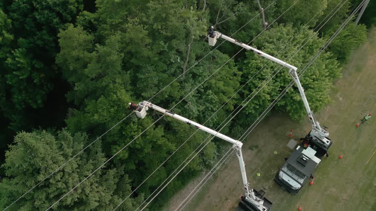 Tree and Shrub Care in Dulles Town Center, VA